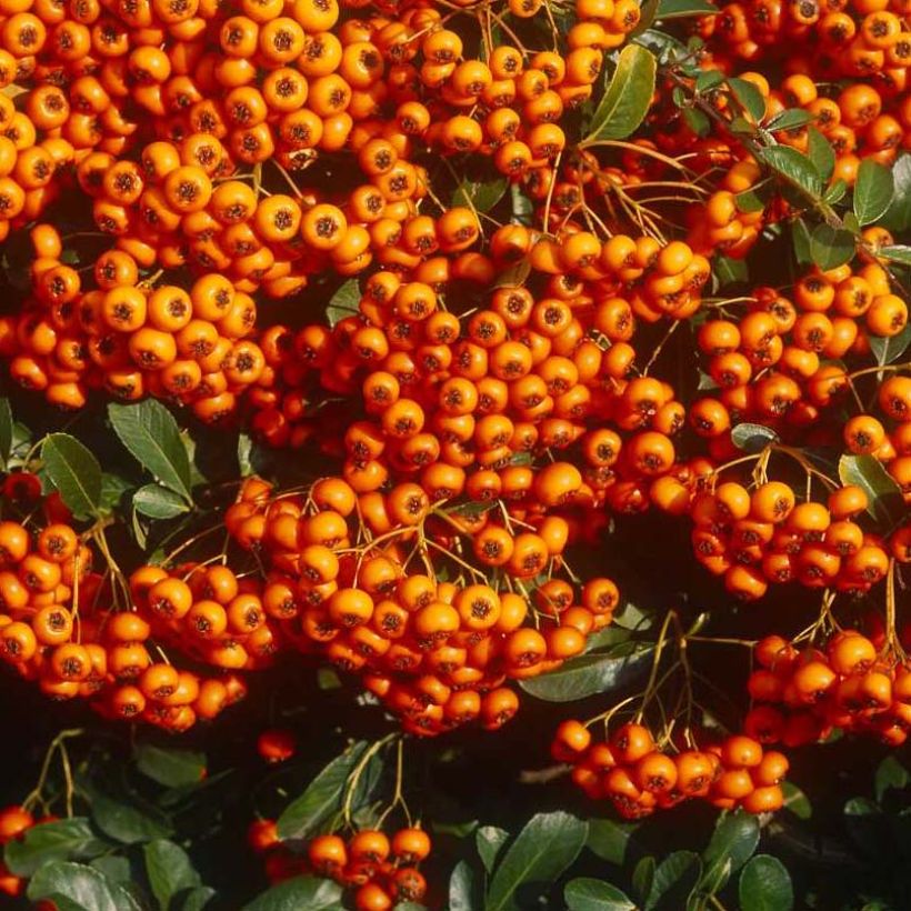 Piracanta coccinea SAPHYR Orange (Cosecha)