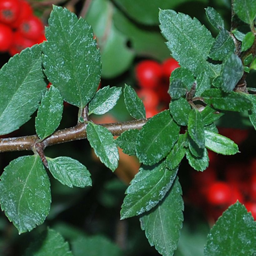 Piracanta coccinea Red Column (Follaje)