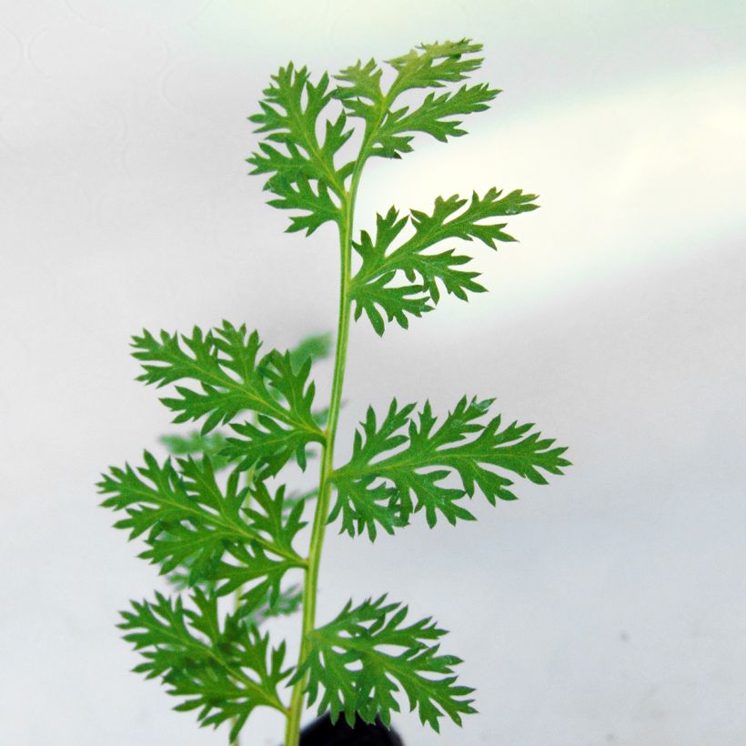 Tanacetum coccineum Robinson's Red (Follaje)