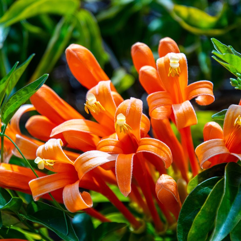 Pyrostegia venusta - Bignonia de invierno (Floración)