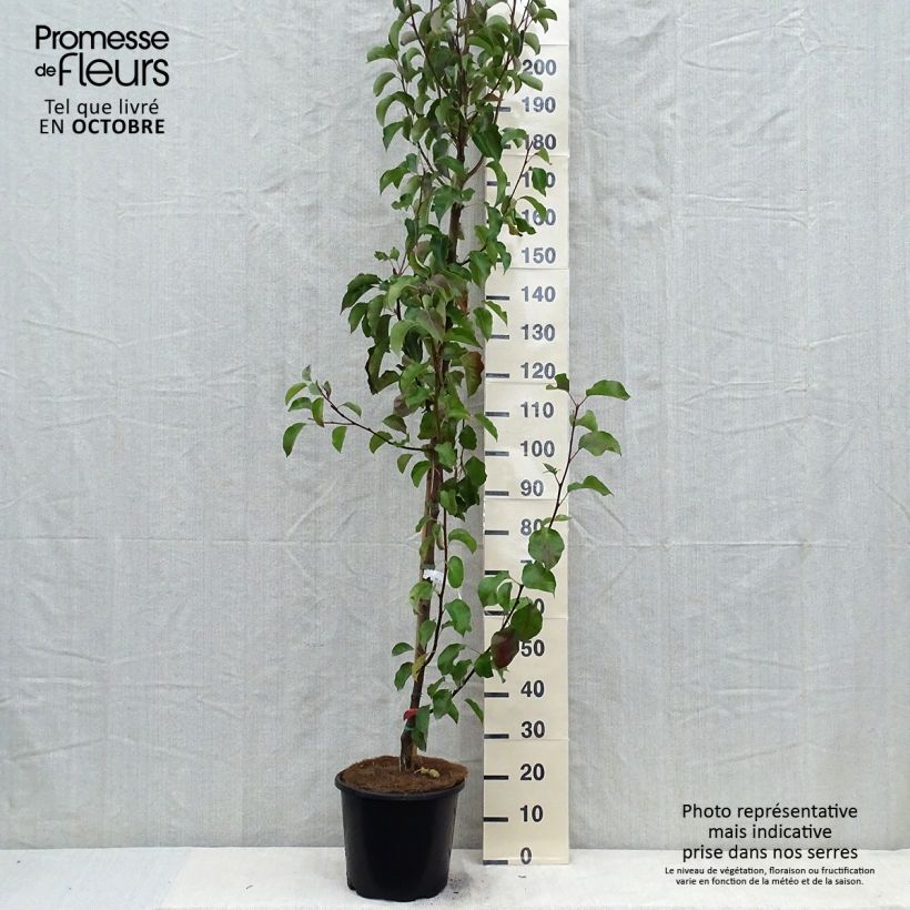 Ejemplar de Pyrus calleryana Chanticleer - Poirier d'ornement 175/+cm en pot de 12/15L entregado en otoño