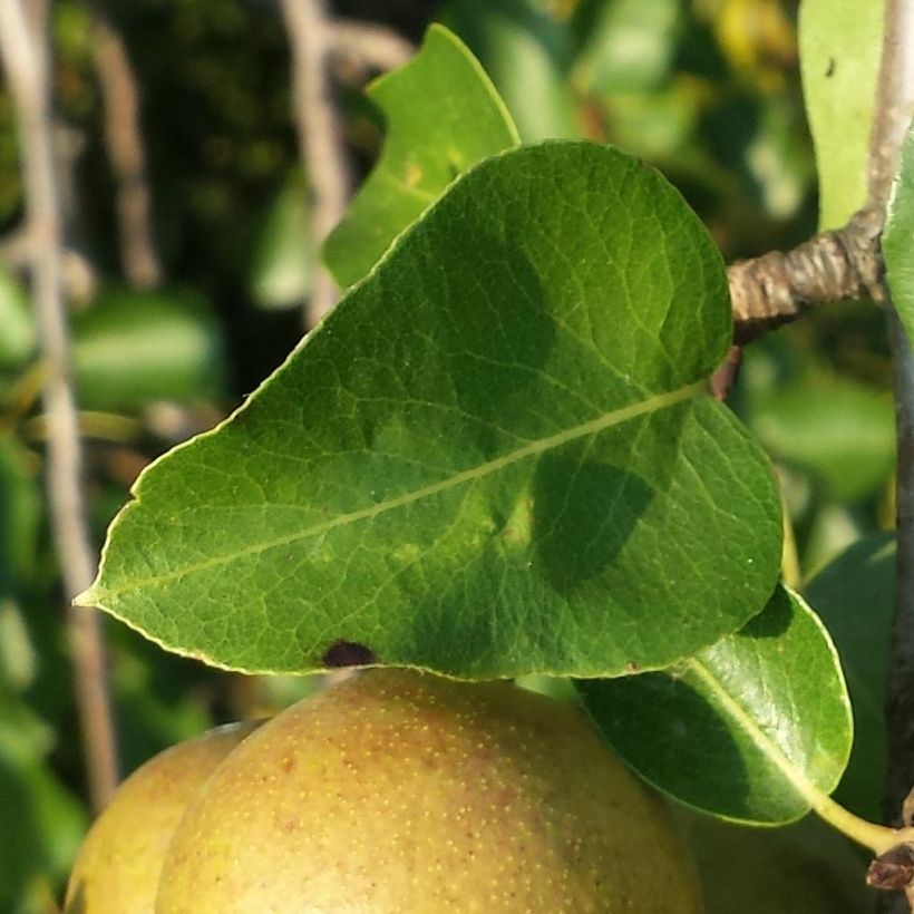 Pyrus pyraster - Peral silvestre (Follaje)