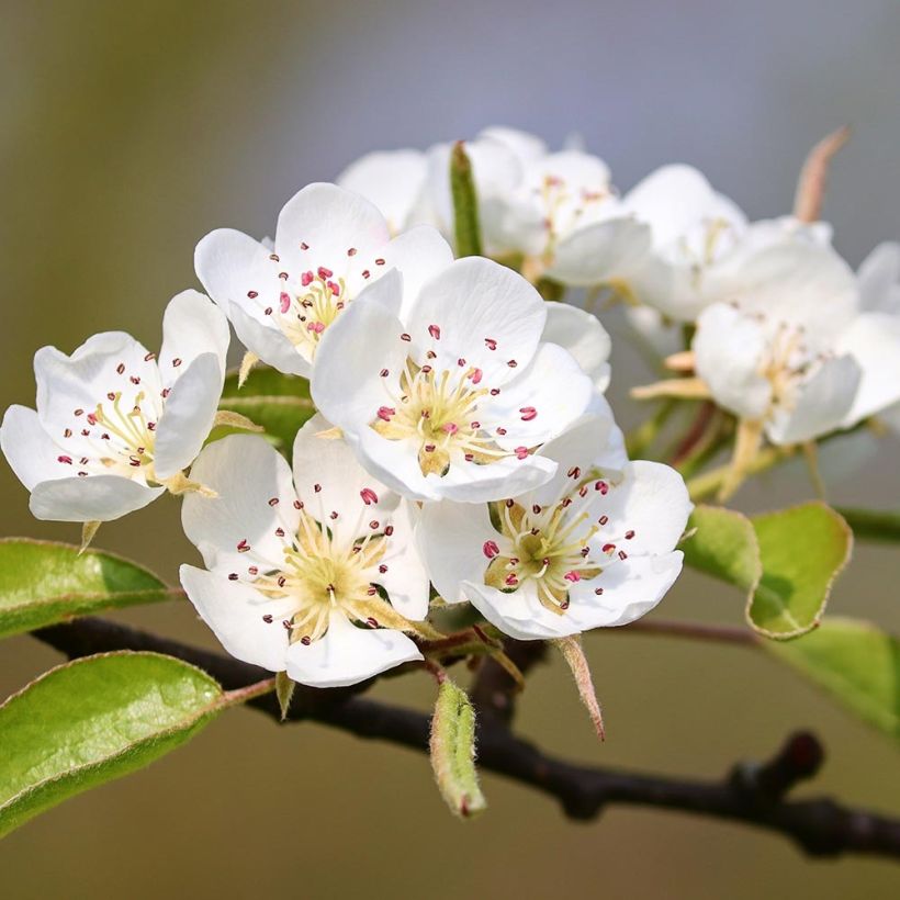 Pyrus pyraster - Peral silvestre (Floración)