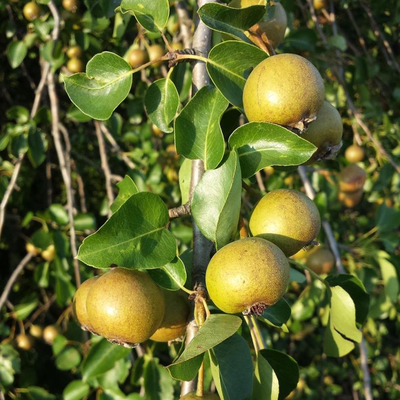 Pyrus pyraster - Peral silvestre (Cosecha)