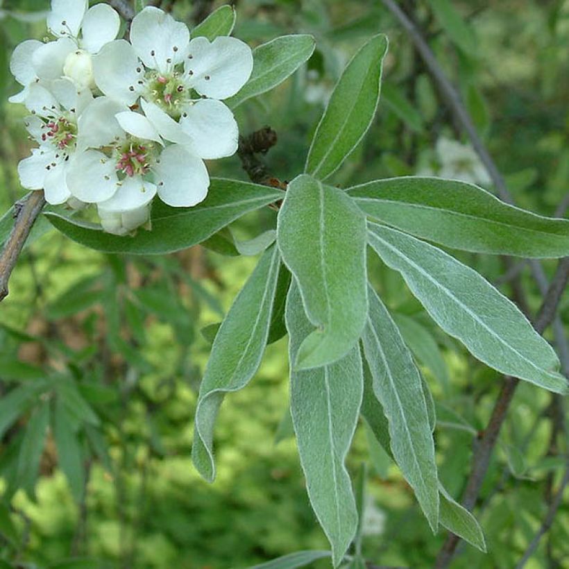 Pyrus salicifolia Pendula - Peral de hoja de sauce (Follaje)