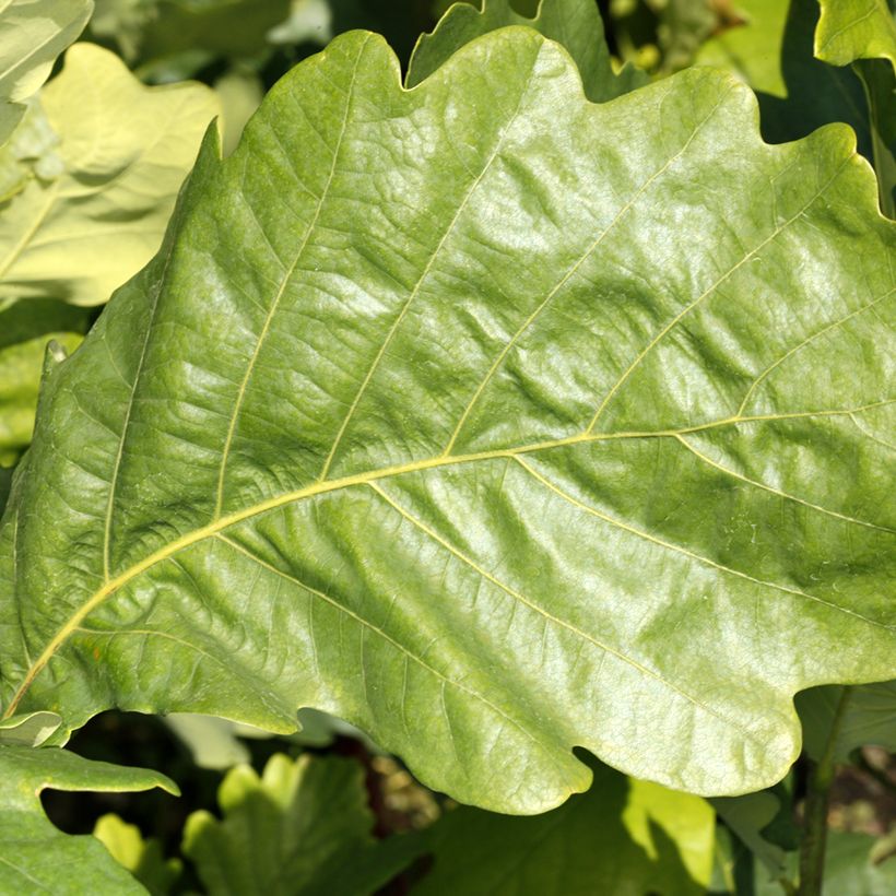 Chêne Monument - Quercus (Follaje)