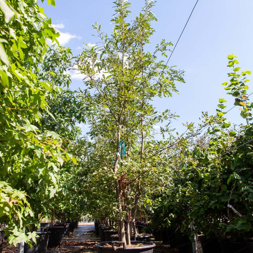 Roble de Turquía - Quercus cerris Contenedor 80L/90LAltura de entrega aprox. 250/300cm Ejemplar entregado en la primavera