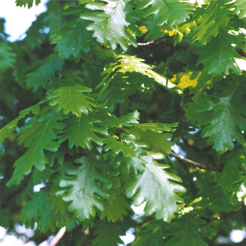 Roble de Hungría - Quercus frainetto (Follaje)