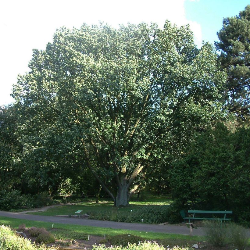 Roble de Hungría - Quercus frainetto (Porte)