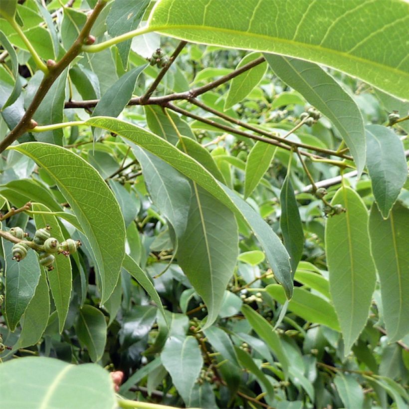 Quercus myrsinifolia - Encina de hoja de Almez (Follaje)