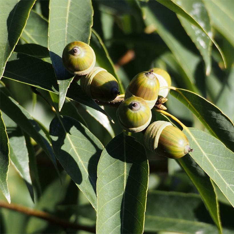 Quercus myrsinifolia - Encina de hoja de Almez (Cosecha)