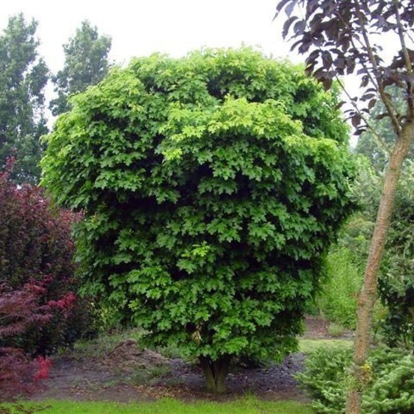 Quercus palustris Isabel - Roble de los pantanos (Porte)