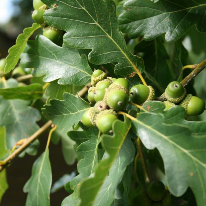 Roble albar - Quercus petraea (Follaje)