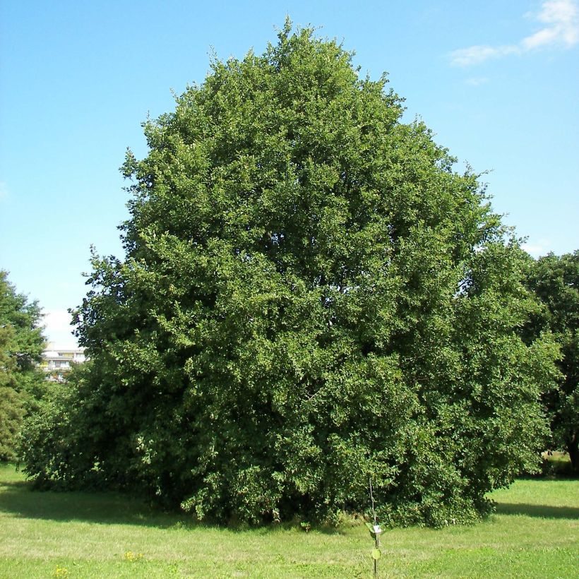 Roble albar - Quercus petraea (Porte)