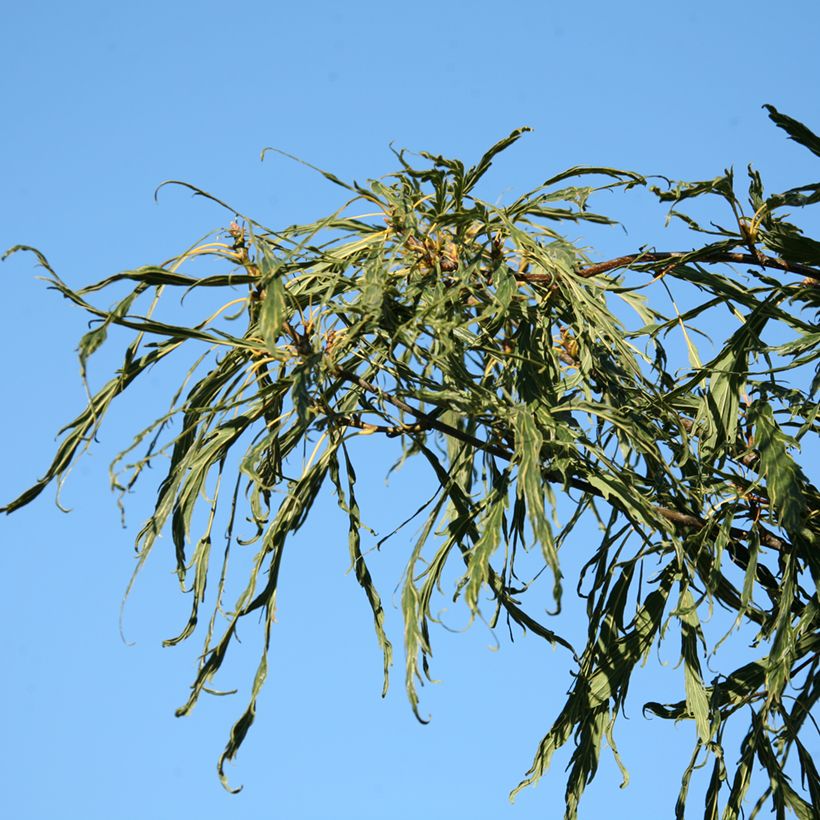 Quercus petraea Insecata - Chêne rouvre (Follaje)