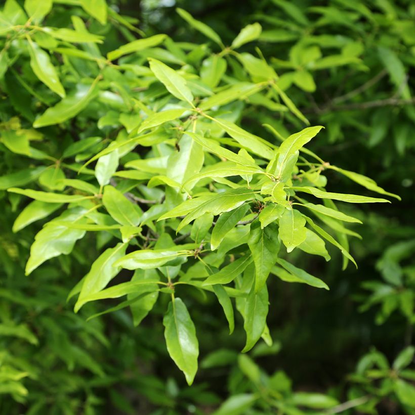 Quercus petraea Mespilifolia - Chêne rouvre à feuilles de néflier (Follaje)