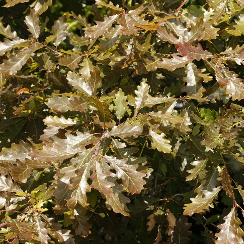 Quercus petraea Purpurea - Chêne rouvre pourpre (Follaje)