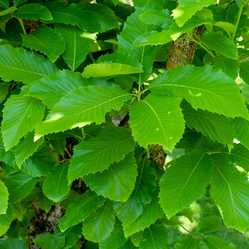 Quercus pontica - Roble (Follaje)