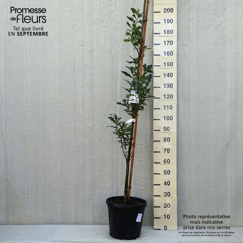 Ejemplar de Quercus robur Fastigiata Koster - Roble de porte columnar Maceta 20L/25LAltura de entrega aprox. 250/+cm entregado en verano