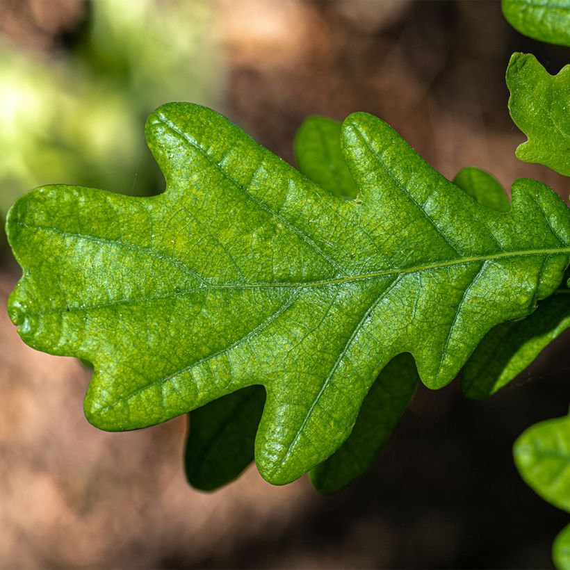 Quercus robur Fastigiata - Roble de porte columnar (Follaje)