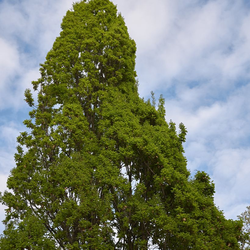 Quercus robur Fastigiata - Roble de porte columnar (Porte)