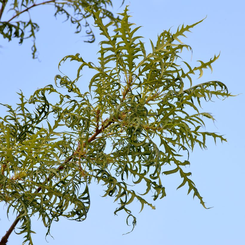 Quercus robur Pectinata - Roble común (Follaje)