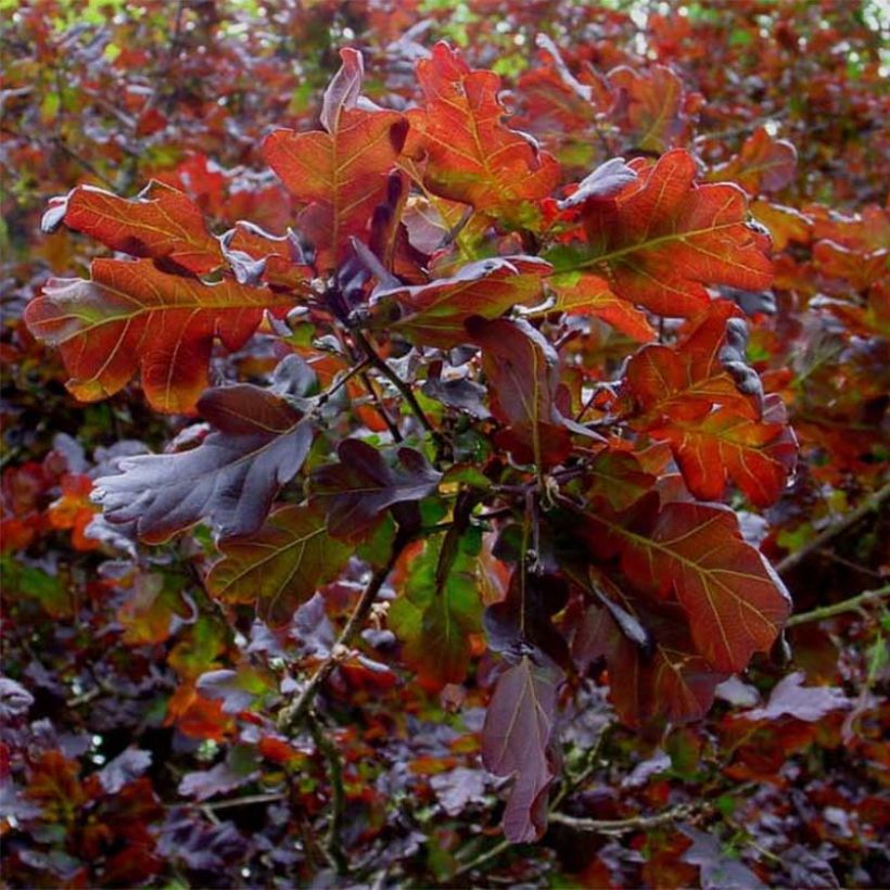 Quercus robur Purpurascens - Roble común (Follaje)