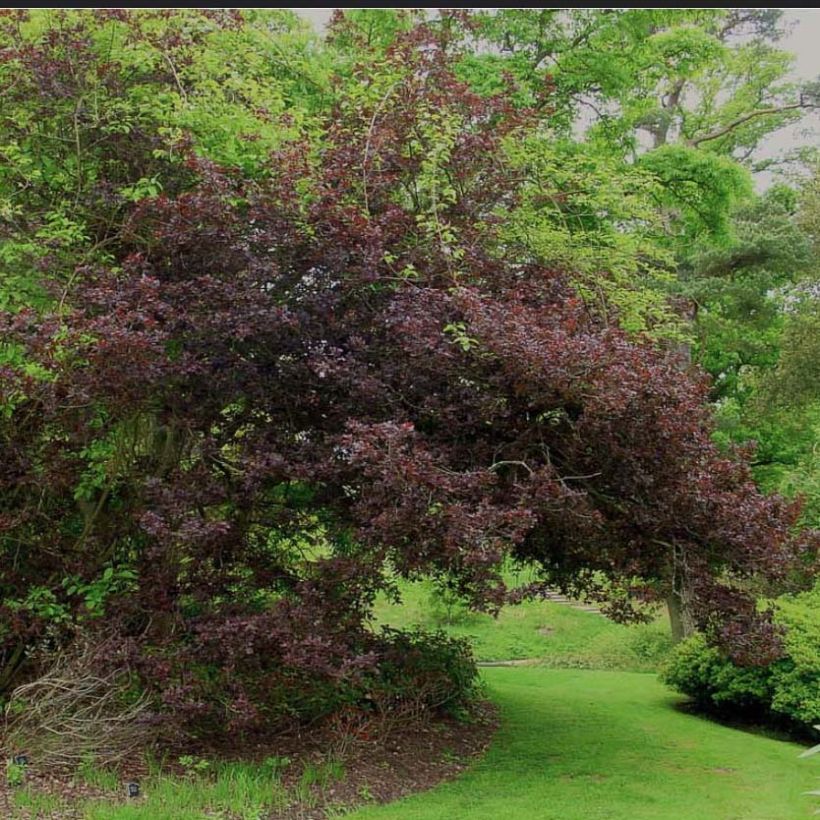 Quercus robur Purpurascens - Roble común (Porte)