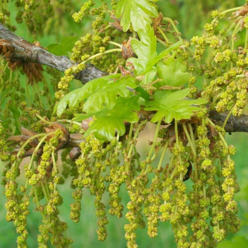 Roble común - Quercus robur (Floración)