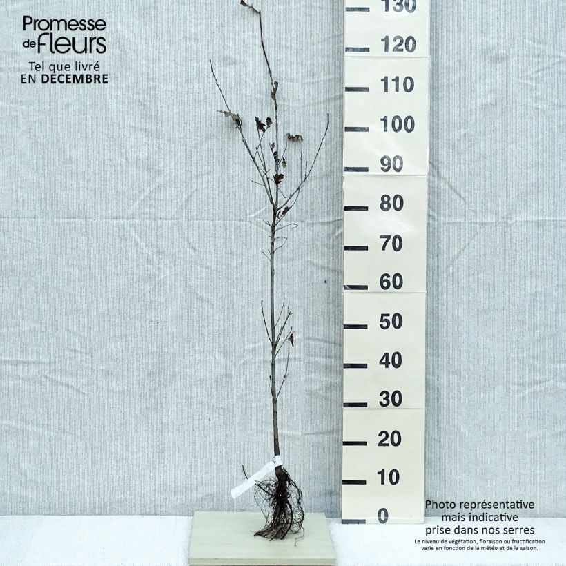 Chêne pédonculé - Quercus robur en racines nues 80/120cm Ejemplar entregado en invierno