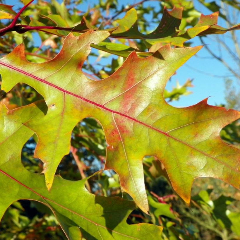 Roble americano - Quercus rubra (Follaje)