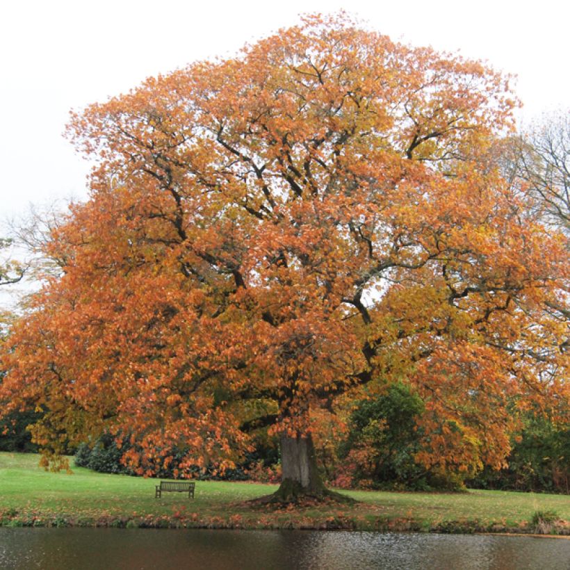 Roble americano - Quercus rubra (Porte)