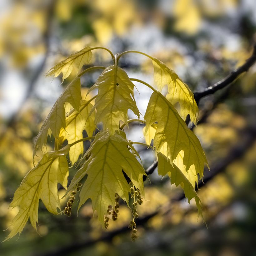 Quercus rubra Aurea - Roble americano (Follaje)