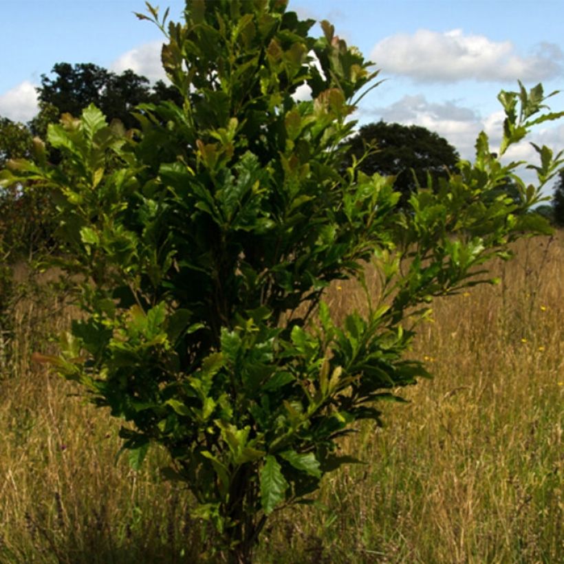 Quercus warei Windcandle (Porte)