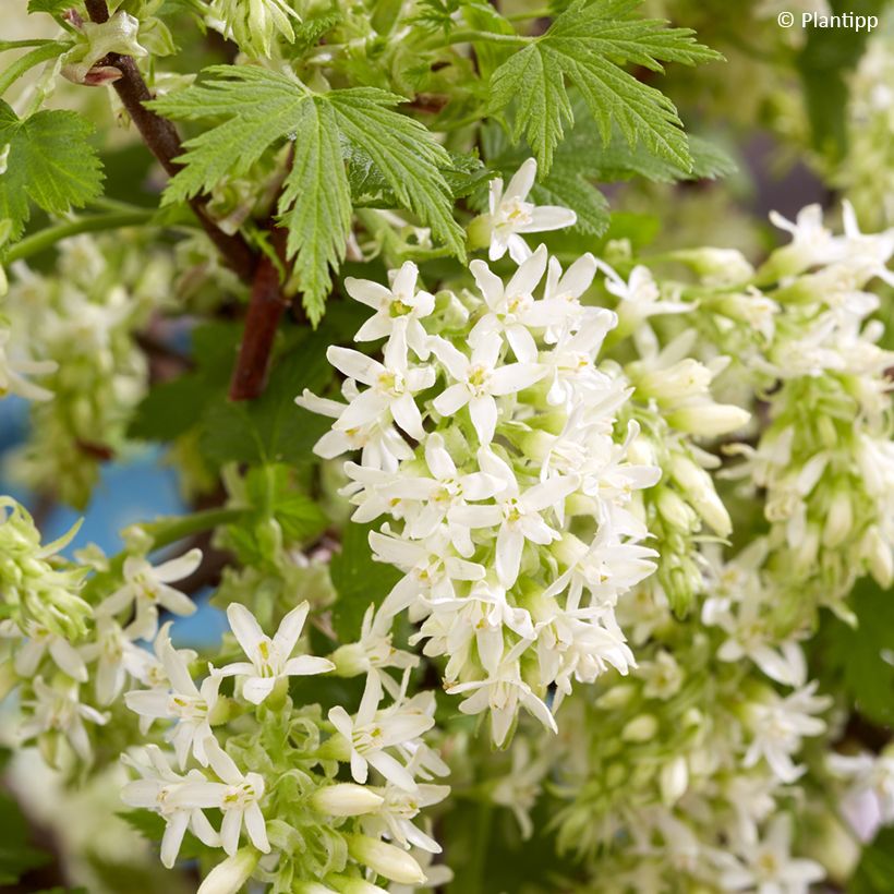 Ribes sanguineum Oregon Snowflake - Grosellero de invierno (Floración)