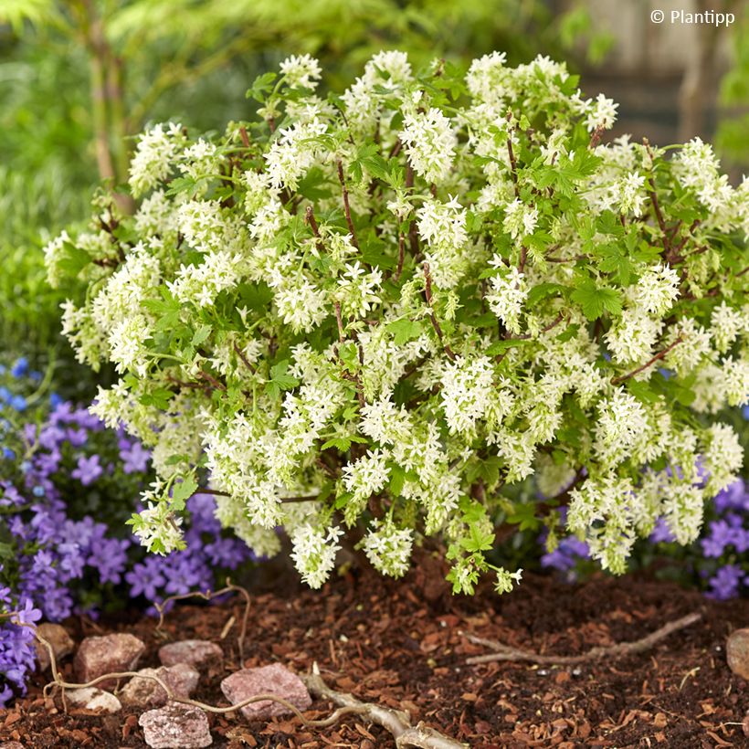 Ribes sanguineum Oregon Snowflake - Grosellero de invierno (Porte)