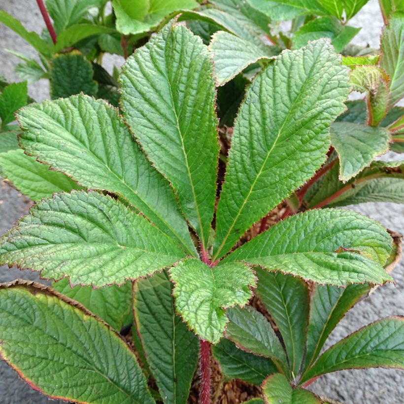 Rodgersia pinnata Bronze Peacock (Follaje)