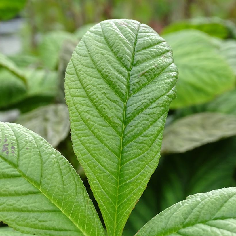 Rodgersia La Blanche (Follaje)