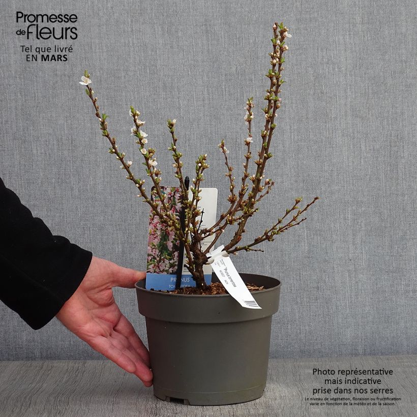 Ragouminier - Prunus tomentosa Pot de 2L/3L Ejemplar entregado en invierno