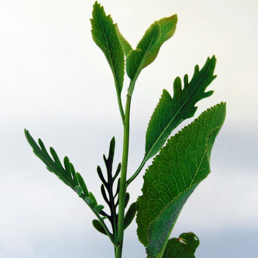 Rábano rusticano (plantas) (Follaje)