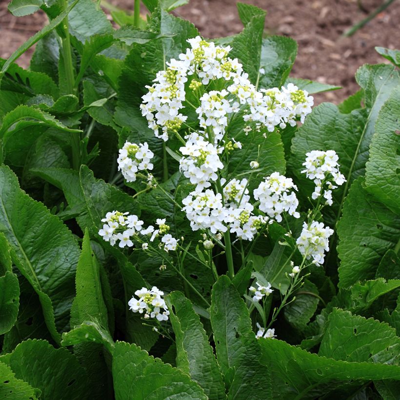 Rábano rusticano (plantas) (Floración)