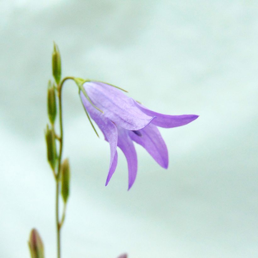 Campanula rapunculus (Floración)