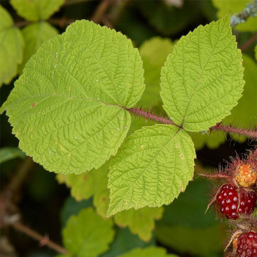 Frambuesa japonesa - Rubus phoenicolasius (Follaje)