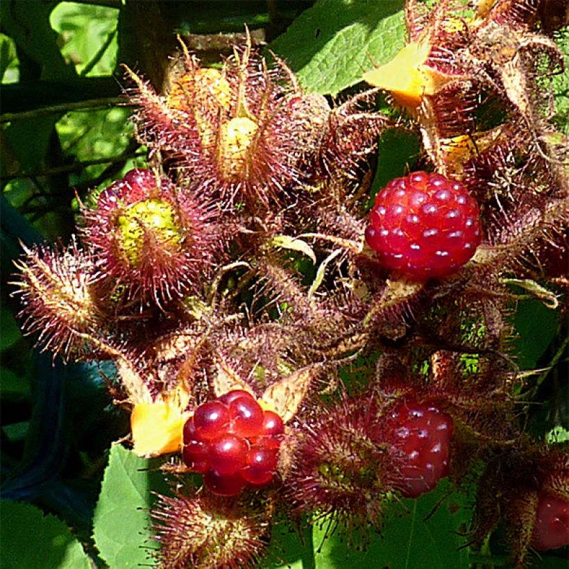 Frambuesa japonesa - Rubus phoenicolasius (Cosecha)