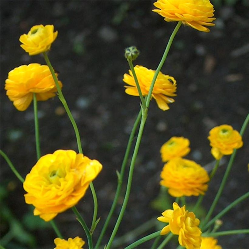 Ranunculus acris Multiplex - Botón de oro (Floración)