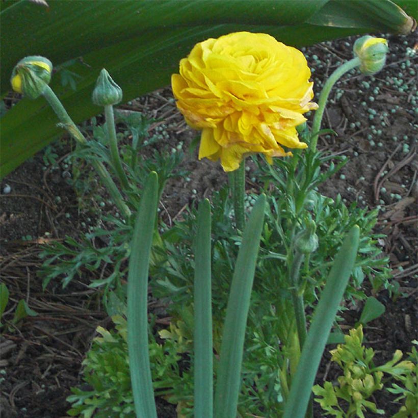 Ranunculus asiaticus Mixture - Ranúnculo (Floración)