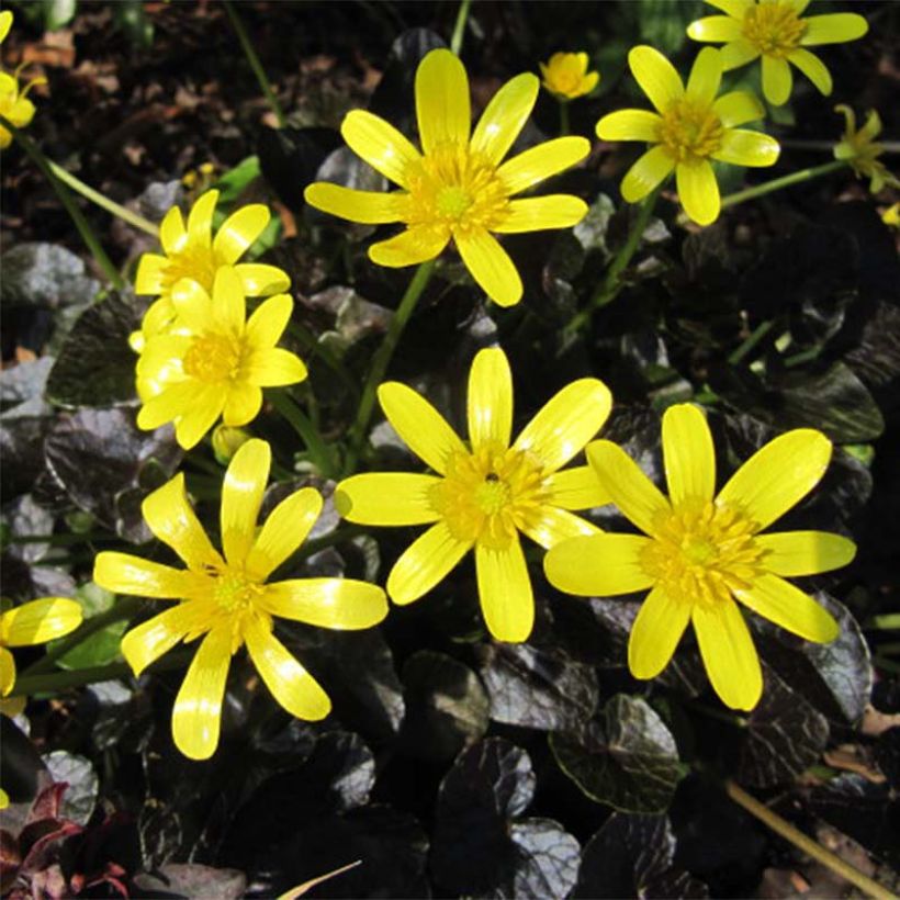 Ranunculus ficaria Brazen Hussy - Celidonia menor (Floración)