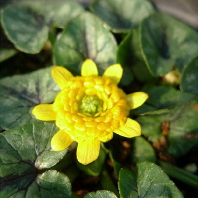 Ranunculus ficaria Collarette - Celidonia menor (Floración)