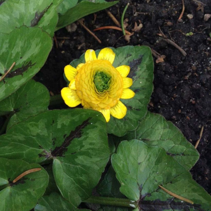 Ranunculus ficaria Collarette - Celidonia menor (Porte)