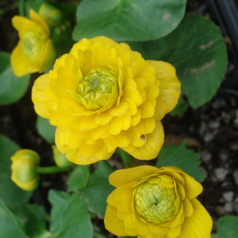 Ranunculus ficaria Flore Pleno - Celidonia menor (Floración)